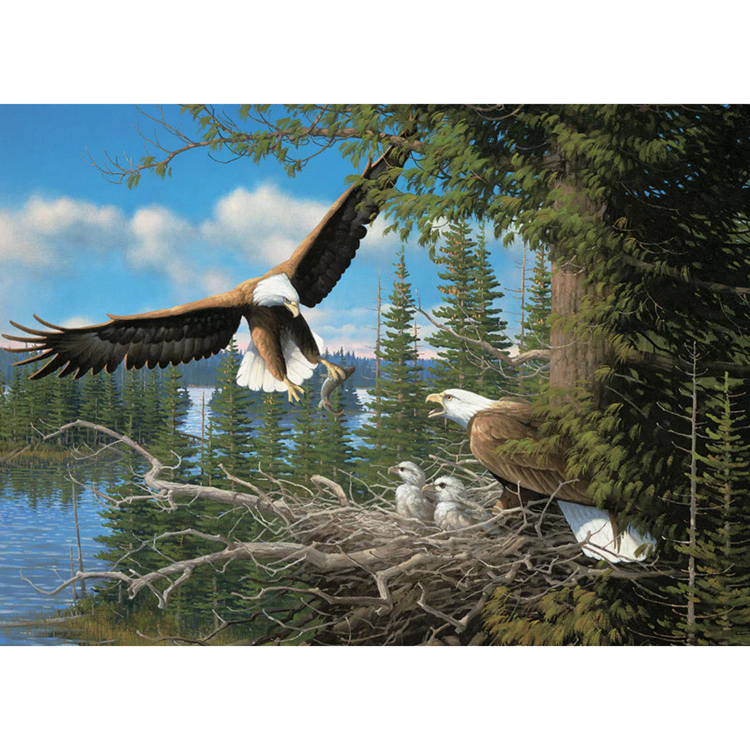 40173-nesting-eagles-pkg-rgb_865x700 (2)