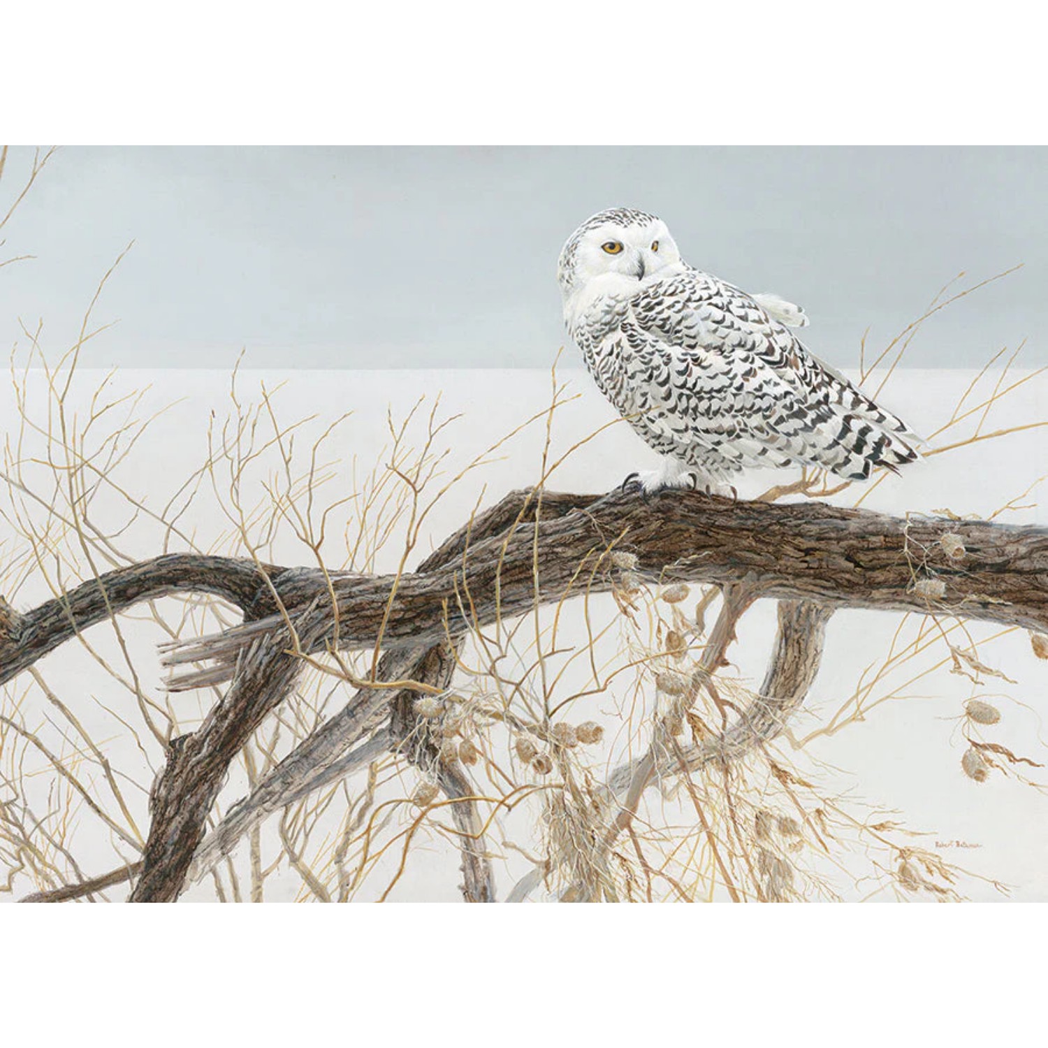 45050-fallen-willow-snowy-owl-pkg-rgb_865x700 (2)